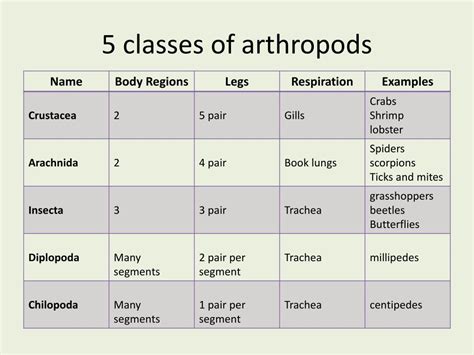 PPT - Phylum Arthropoda PowerPoint Presentation, free download - ID:2278249