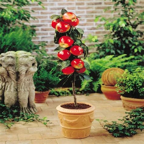 Buy Mini Apple Tree Malus Gala Red affordable | Gardens4You.eu