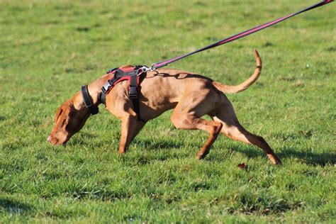 Tracking Academy | Dog Training in Herne Bay