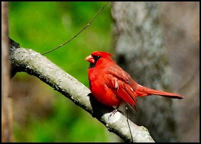 Kentucky State Bird Cardinal Pictures | State Birds