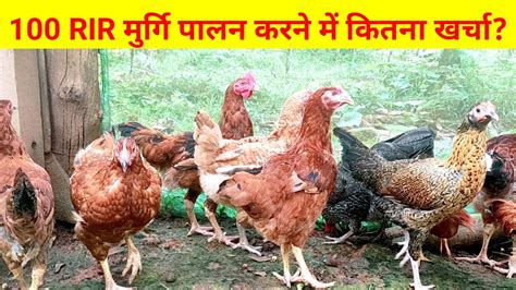 100 RIR मुर्गि पालन करने में कितना खर्चा(RIR Chicken farming@tipsassam1065 ) - YouTube