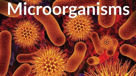 Learn about Microorganism | Microbes | Video for Kids | Microorganisms, Microbiology ...