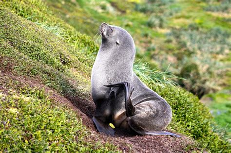 Antarctic Fur Seal - Facts, Information and Amazing Pictures | by Pets ...