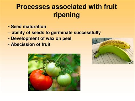 PPT - Ethylene and fruit ripening PowerPoint Presentation, free download - ID:2686663