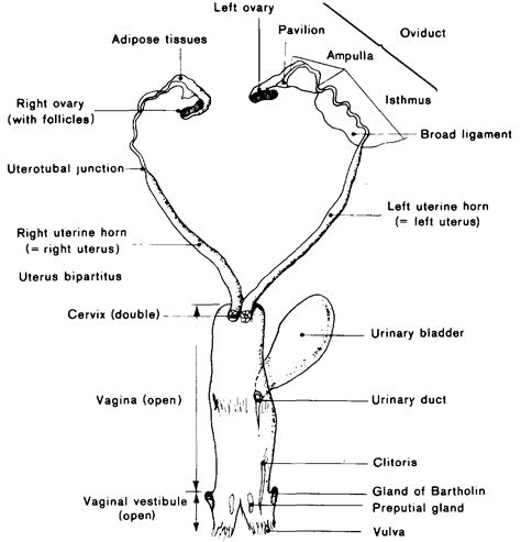 Female Dogs Reproductive Anatomy - Anatomy Book