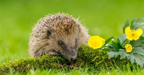 Triage and first aid for wild hedgehog casualties - British Veterinary ...