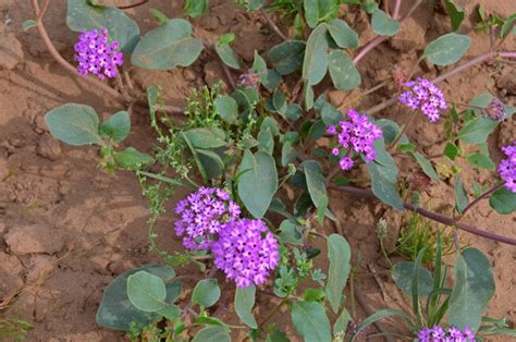 Abronia villosa, Desert Sand Verbena, Southwest Desert Flora