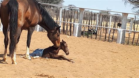 Newborn Foals and Their Mothers – CTS Courses