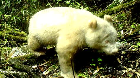 Albino panda spotted in China - CBBC Newsround