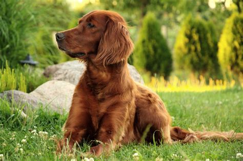 How to groom your Gordon or Irish Setter – RUBOLD