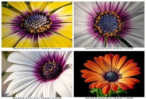 9 Tips for Gorgeous Macro Still Life Photography