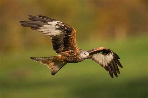 Where to Photograph Wildlife in Wales - Nature TTL