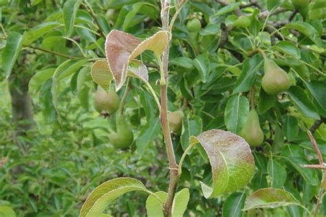 Pear Leafcurling Midge | Insect Control | Bayer Crop Science New Zealand