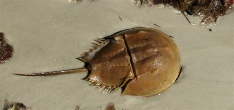 Horseshoe Crab | Nature | PBS