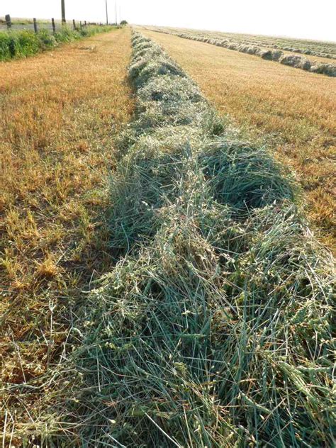 Feed Costs in the Sky, Hay Harvesting Pics to Commemorate – Fresh Bites ...