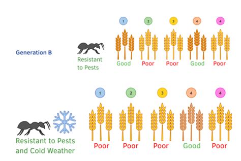 Selective Breeding Examples