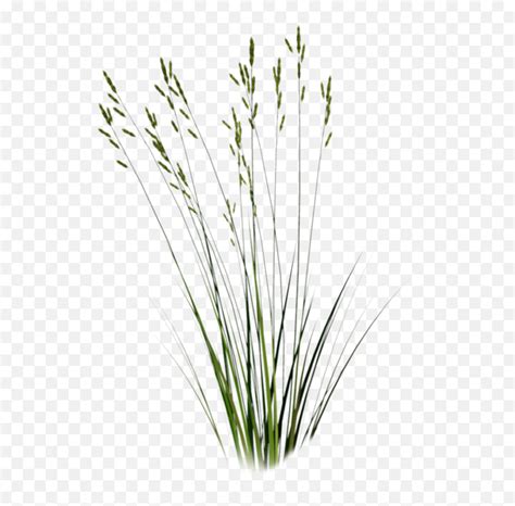 Grass Photoshop - Long Grass Cut Out Png,Wild Grass Png - free ...