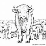 Buffalo Coloring Pages  Free & Printable sketch template