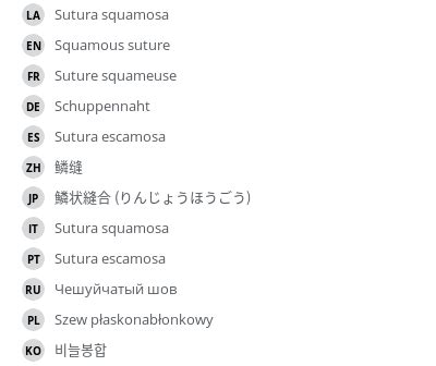 Squamous suture - e-Anatomy - IMAIOS