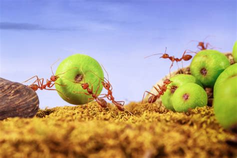 Ants Carrying Food Stock Photos, Pictures & Royalty-Free Images - iStock