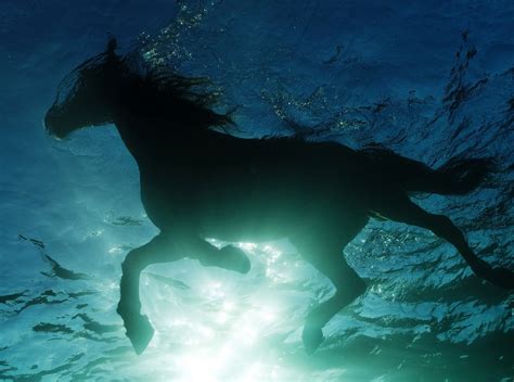 Horses swimming (2580x1920, swimming) via www.allwallpaper.in All The ...