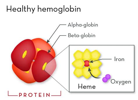 HEMOGLOBIN SYNTHESIS, FUNCTION, CATABOLISM AND EXCREATION