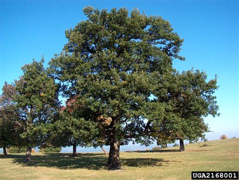 English oak (Quercus robur L.)