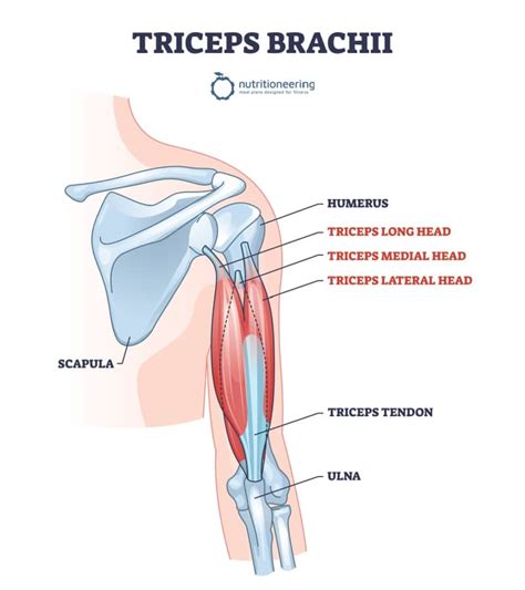 Triceps Medial Head