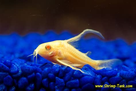 Fish Photos. Longfin albino cory @ Shrimp Tank