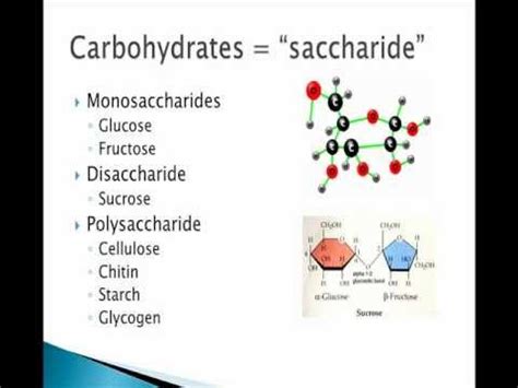 Biological Macromolecules - Carbohydrates through Proteins - YouTube