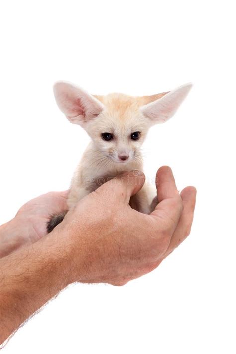 Pretty Fennec Fox Cub on White Background Stock Photo - Image of ...