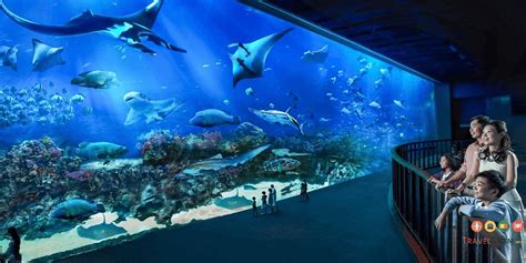 Thuỷ cung S.E.A Aquarium (Vé vào cổng trực tiếp) - Travelgram