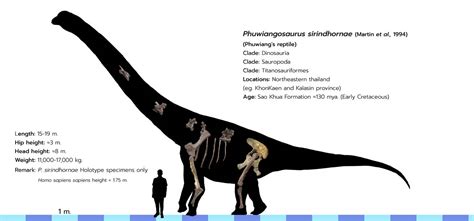 Phuwiangosaurus holotype skeleton reconstruction by Kendiplo on DeviantArt