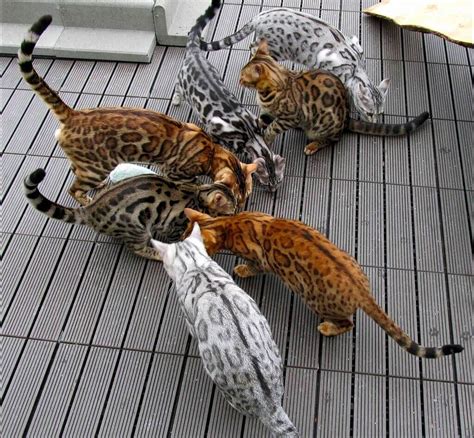 Silver Bengal Cats