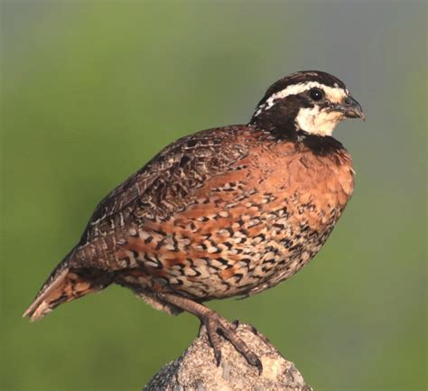 Bobwhite Quail State Game Bird | State Symbols USA