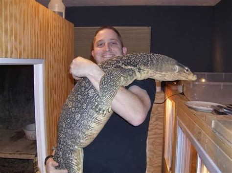 Is This How Big Monitor Lizards Are? - Pets - Nigeria