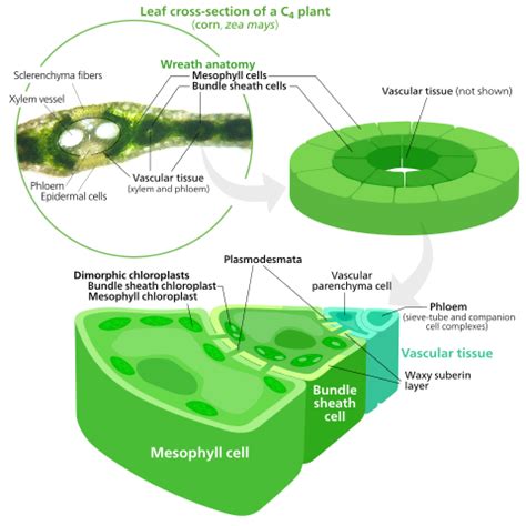 Mesophyll Cells-Definition, Location, Structure, Function & Microscopy ...