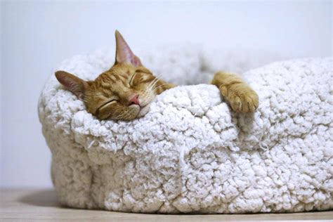 Cat Snoring: Reasons and Treatment Options [+ Vet Advice]