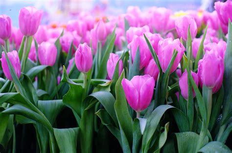 Download Pink Flower Flower Nature Tulip 4k Ultra HD Wallpaper