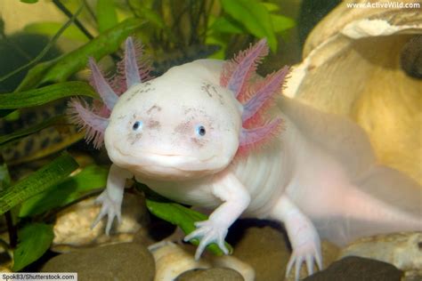 Top 120 + List of amphibious animals - Lestwinsonline.com