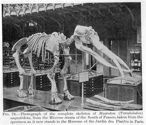 Reconstructing Stegotetrabelodon syrticus