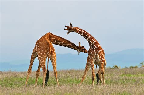 Giraffes Necking | Sean Crane Photography