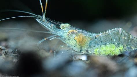 What Do Ghost Shrimp Eat In An Aquarium - Aquarium Views