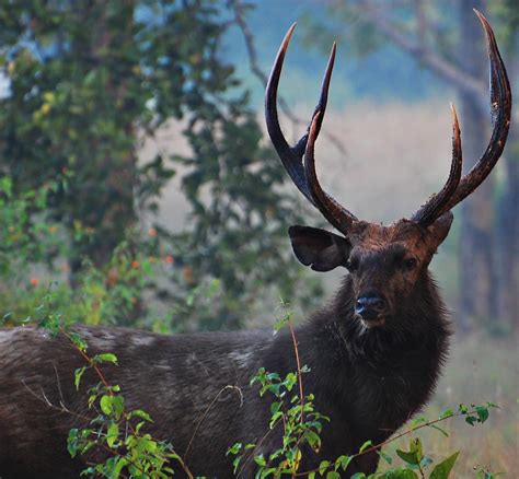 Sambar Deer...definitely male. | An antler studded Sambar De… | Flickr