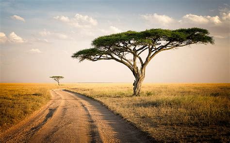 HD wallpaper: Serengeti Park Tanzania Savannah Two Lonely Trees, Dry Grass Desktop Wallpaper Hd ...