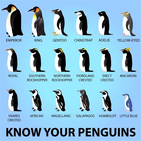 Quit mis-identifying penguins, you casual, you! | Penguins, Types of ...