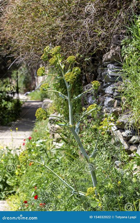 The Plant Ferula Communis Close-up Stock Photo - Image of environment ...