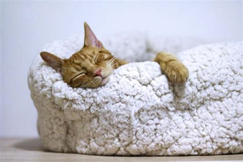 Best Cat Bed for Kittens [ Top Options to Choose from ] - American Cat