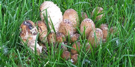 South Dakota Mushroom Guide - Guides Online