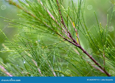 Cemara Udang, Australian Pine Tree or Whistling Pine Tree (Casuarina Equisetifolia) Leaves ...